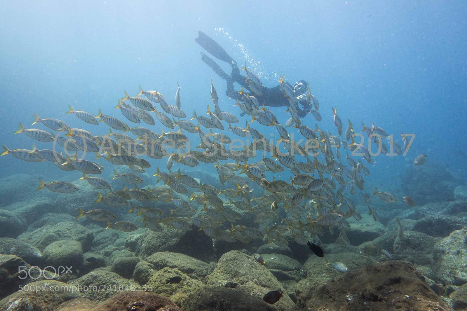 Olympus OM-D E-M5 II sample photo. Apneadiving on madeira photography