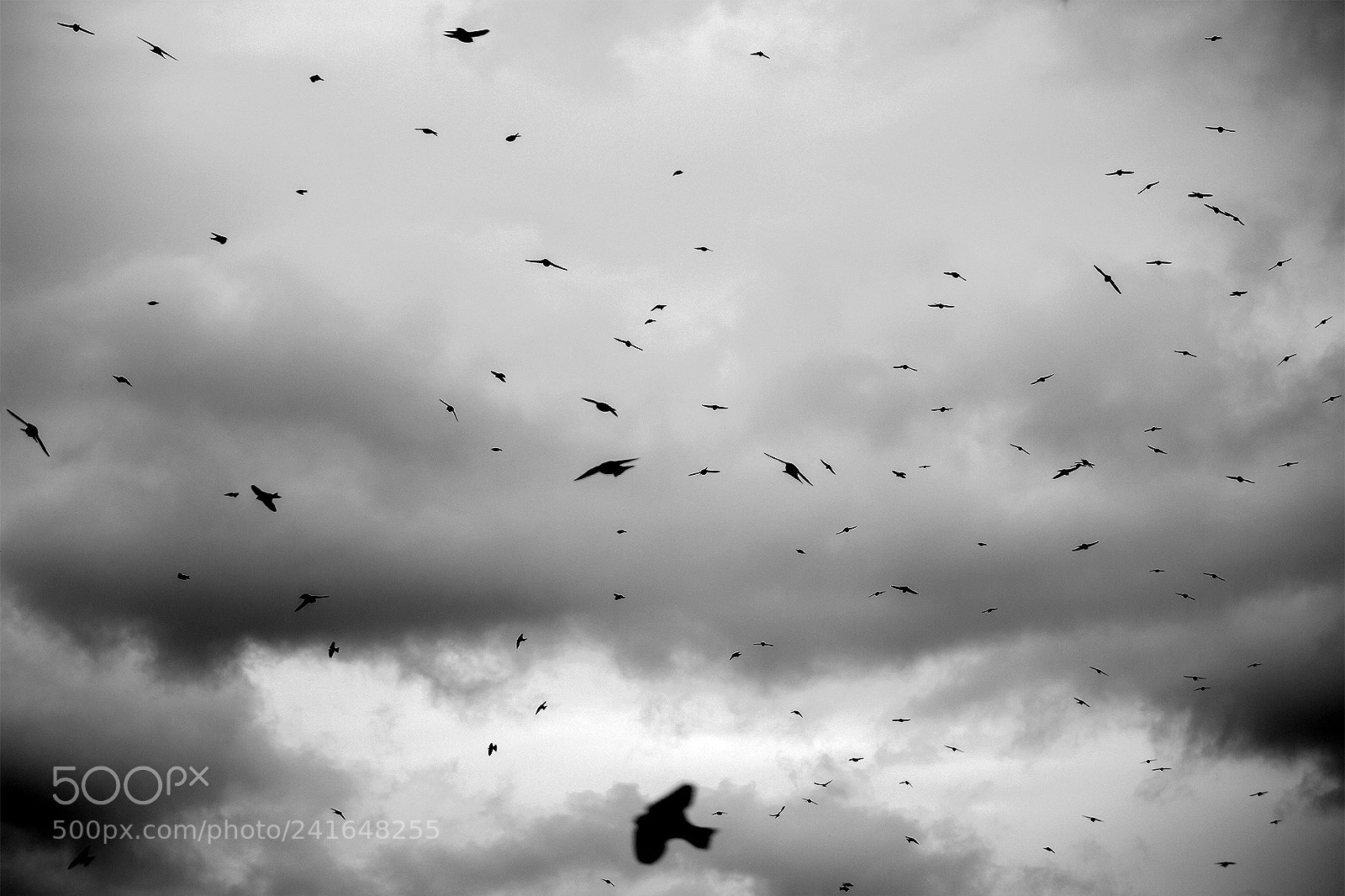 Canon EOS 600D (Rebel EOS T3i / EOS Kiss X5) sample photo. Golondrina photography
