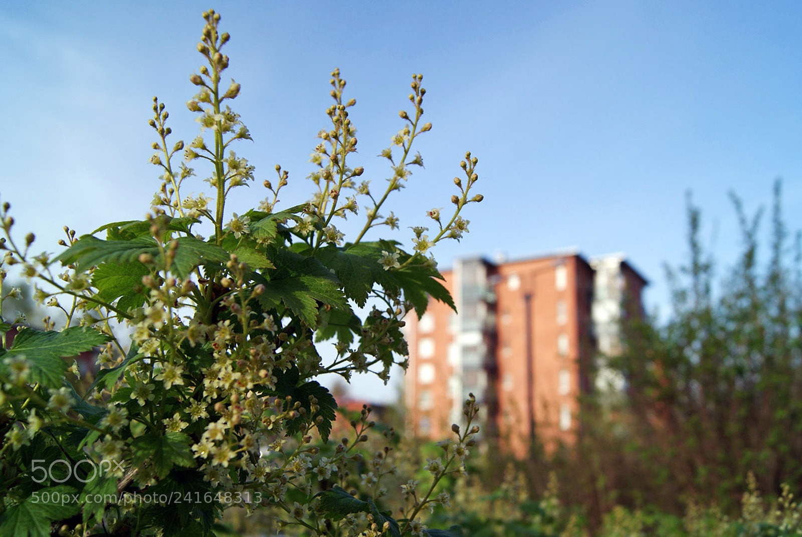 Sony Alpha DSLR-A230 sample photo. Towards the sky photography