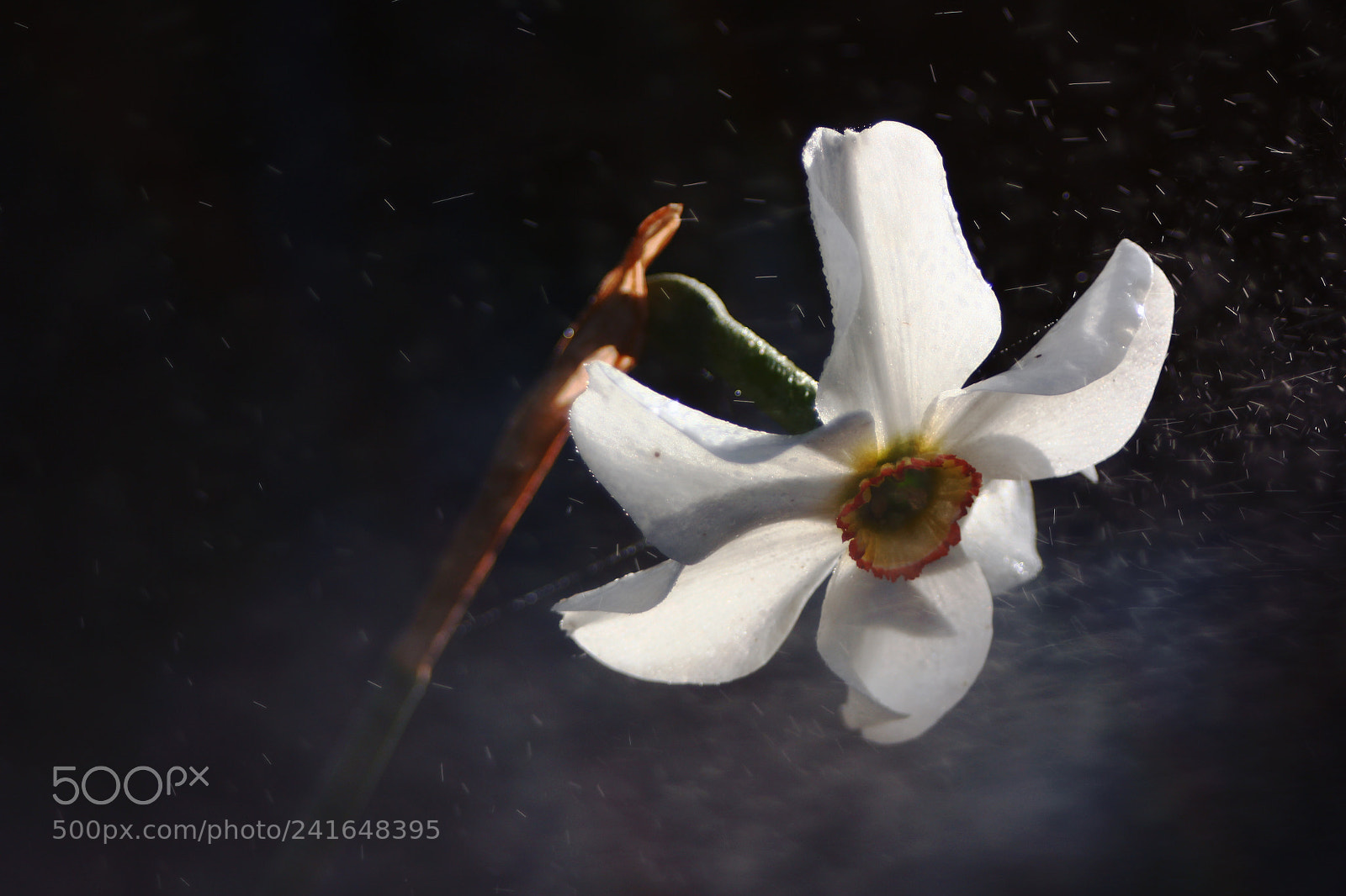 Canon EOS 550D (EOS Rebel T2i / EOS Kiss X4) sample photo. Narcissus photography