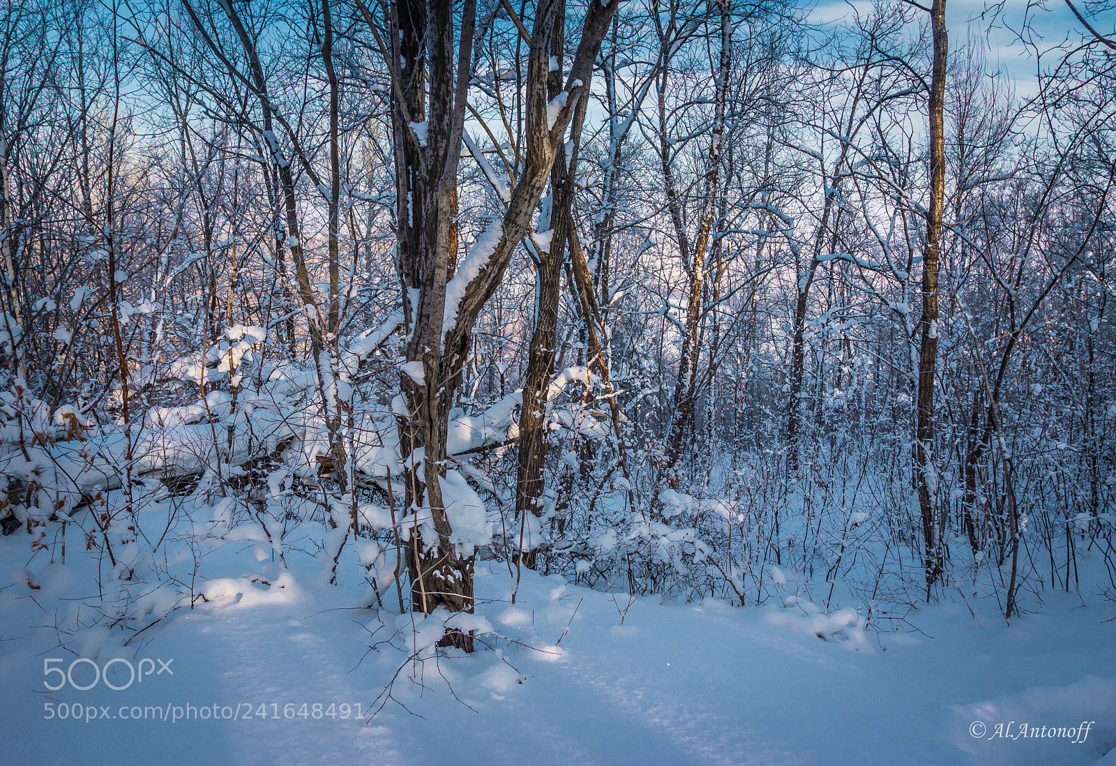 Canon EOS 550D (EOS Rebel T2i / EOS Kiss X4) sample photo. Winter forest photography