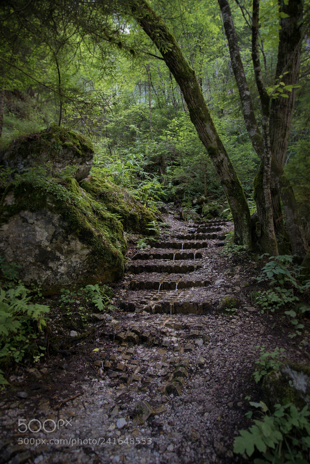 Nikon D800E sample photo. In the forest photography