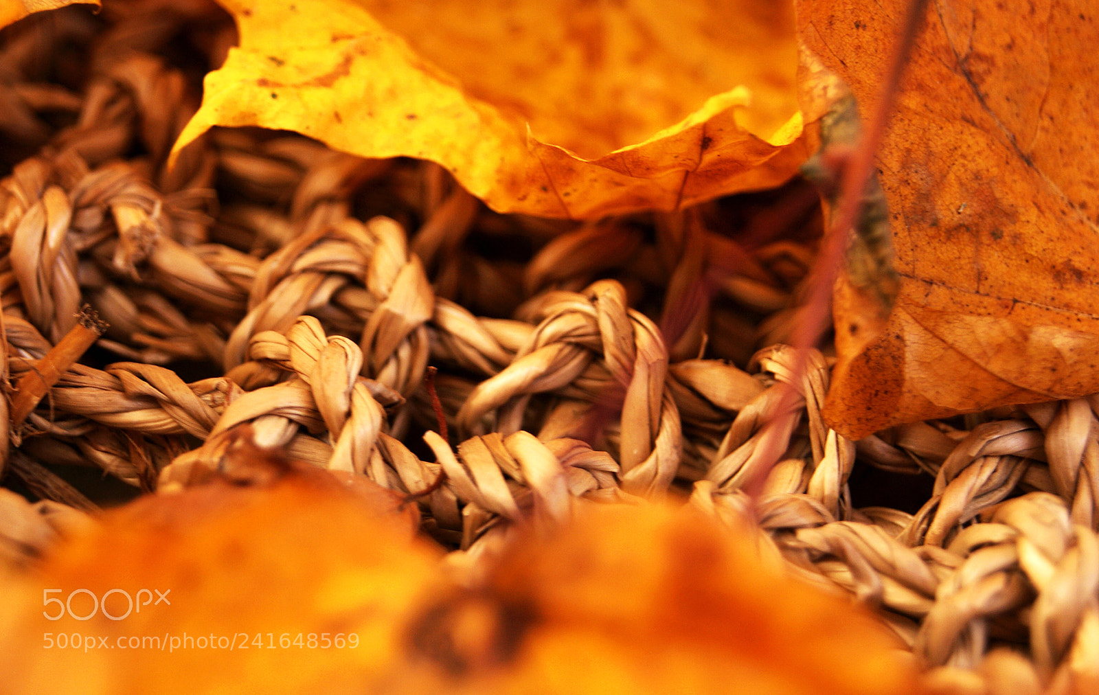 Sony Alpha DSLR-A230 sample photo. Burning leaves photography