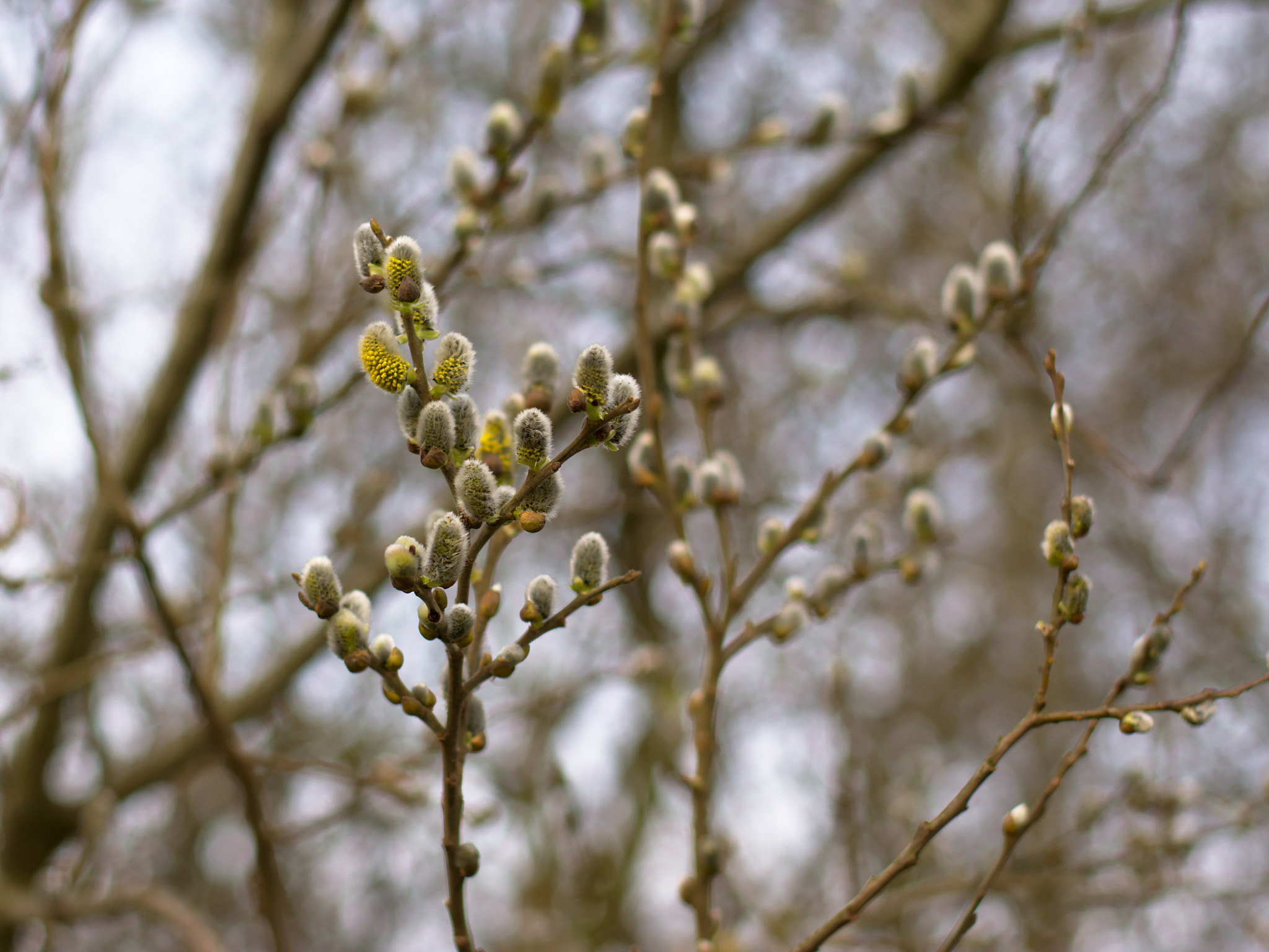 Nikon D5200 sample photo. Male willow catkins photography