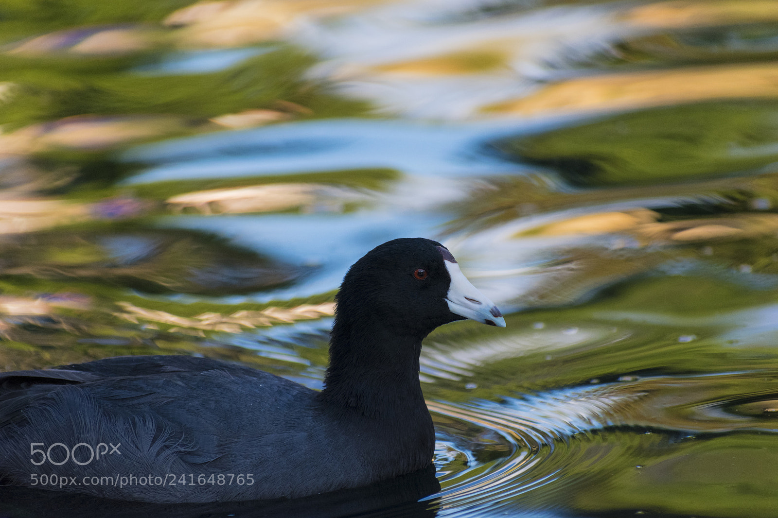 Nikon D3400 sample photo. American coot photography