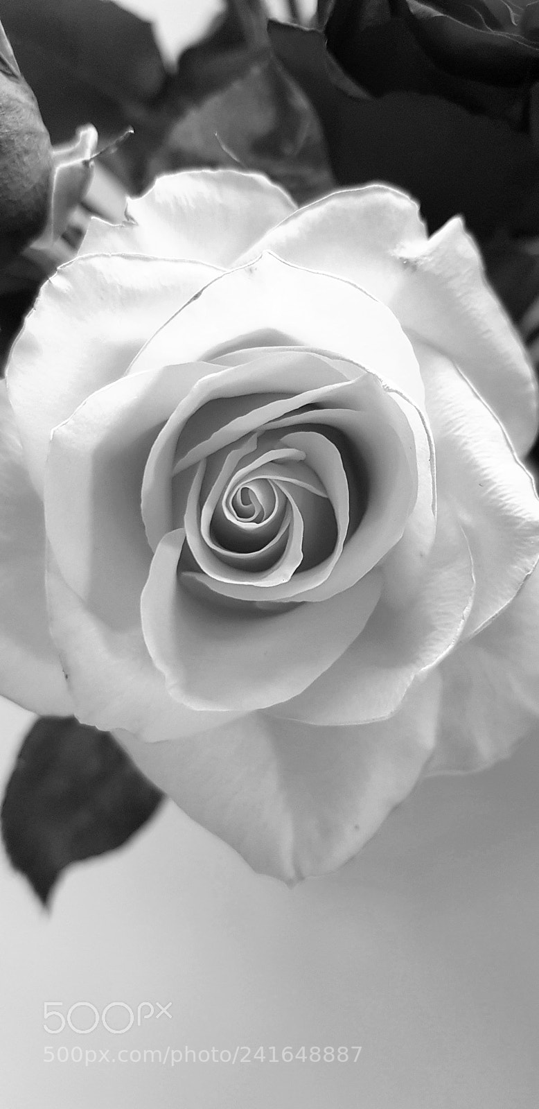 Samsung Galaxy S8 sample photo. Beautiful rose photography