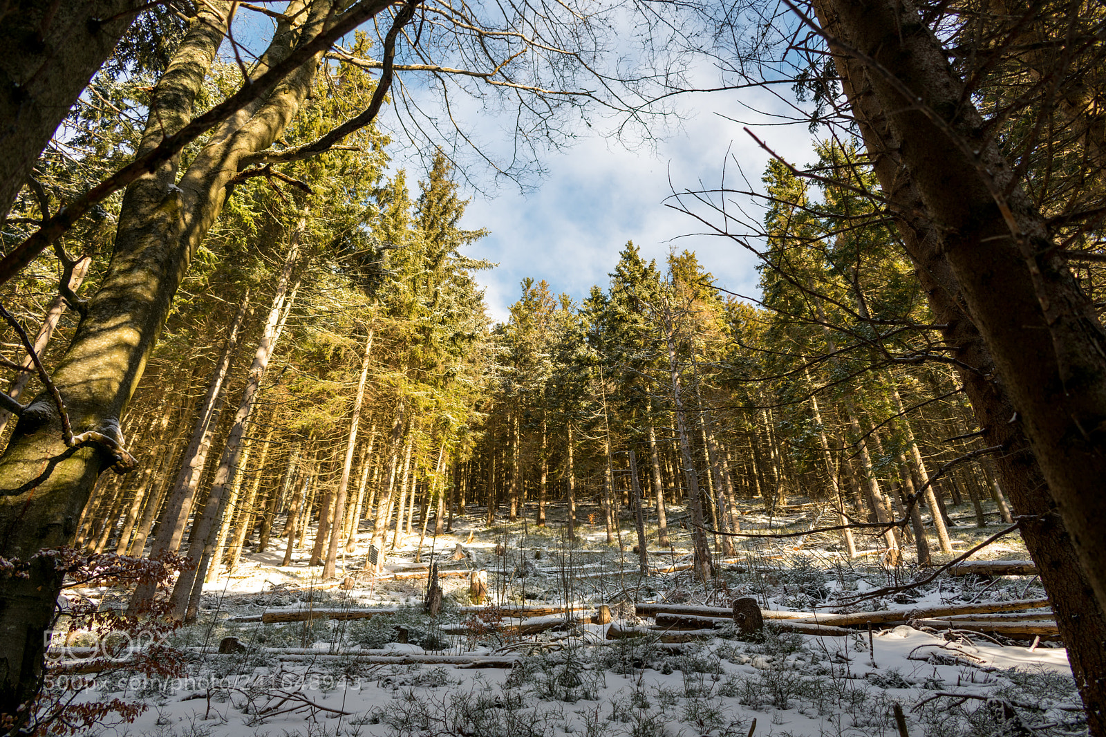 Nikon D3400 sample photo. Sun in the winter photography