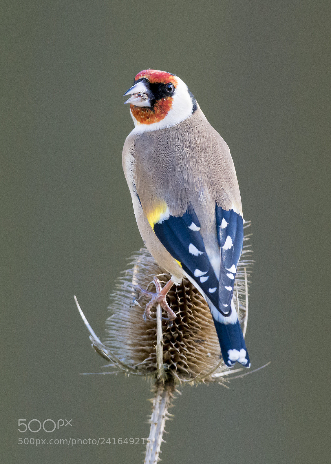 Nikon D850 sample photo. Goldfinch on teazle photography