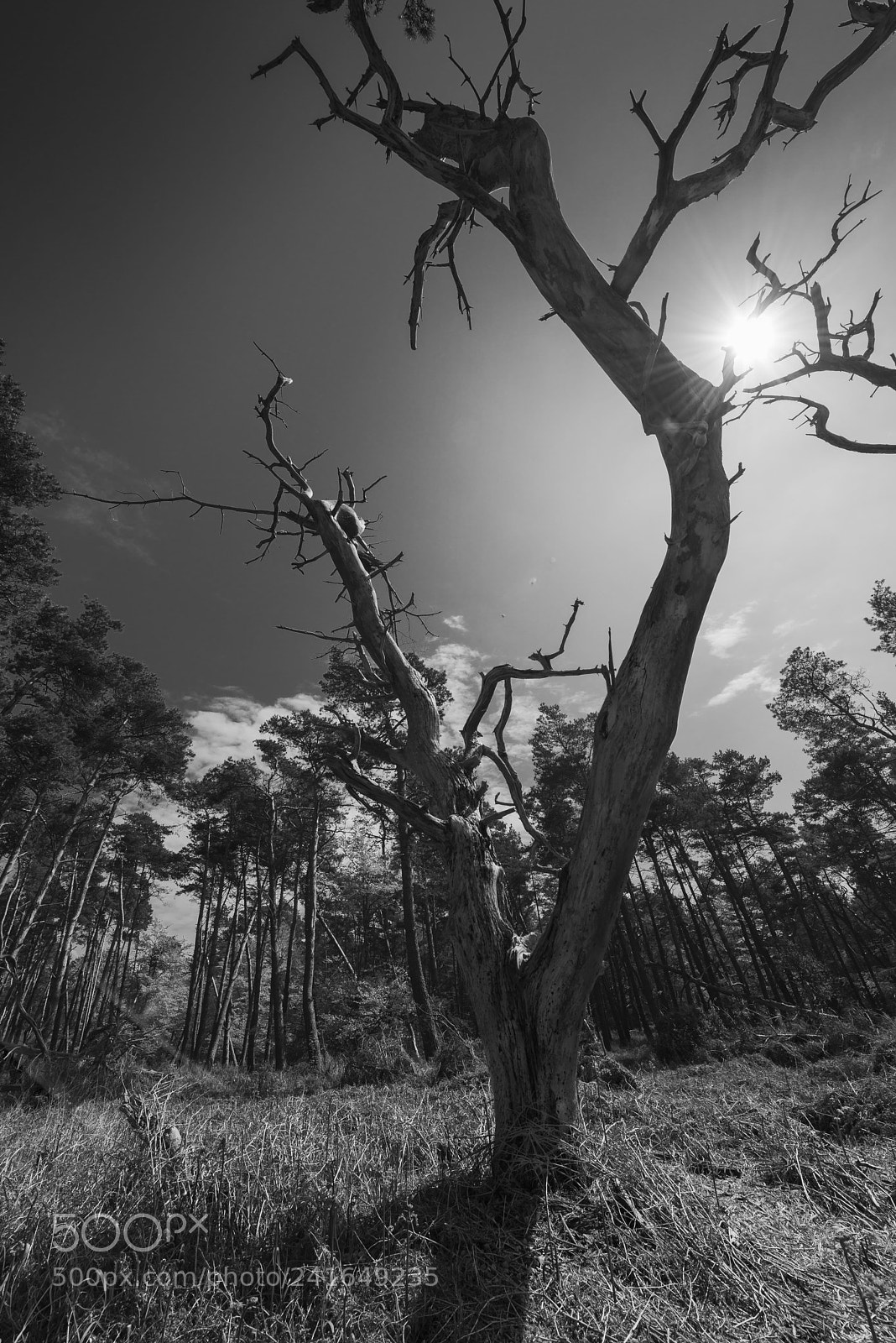 Nikon D800 sample photo. Fischland darß mai 2017 photography