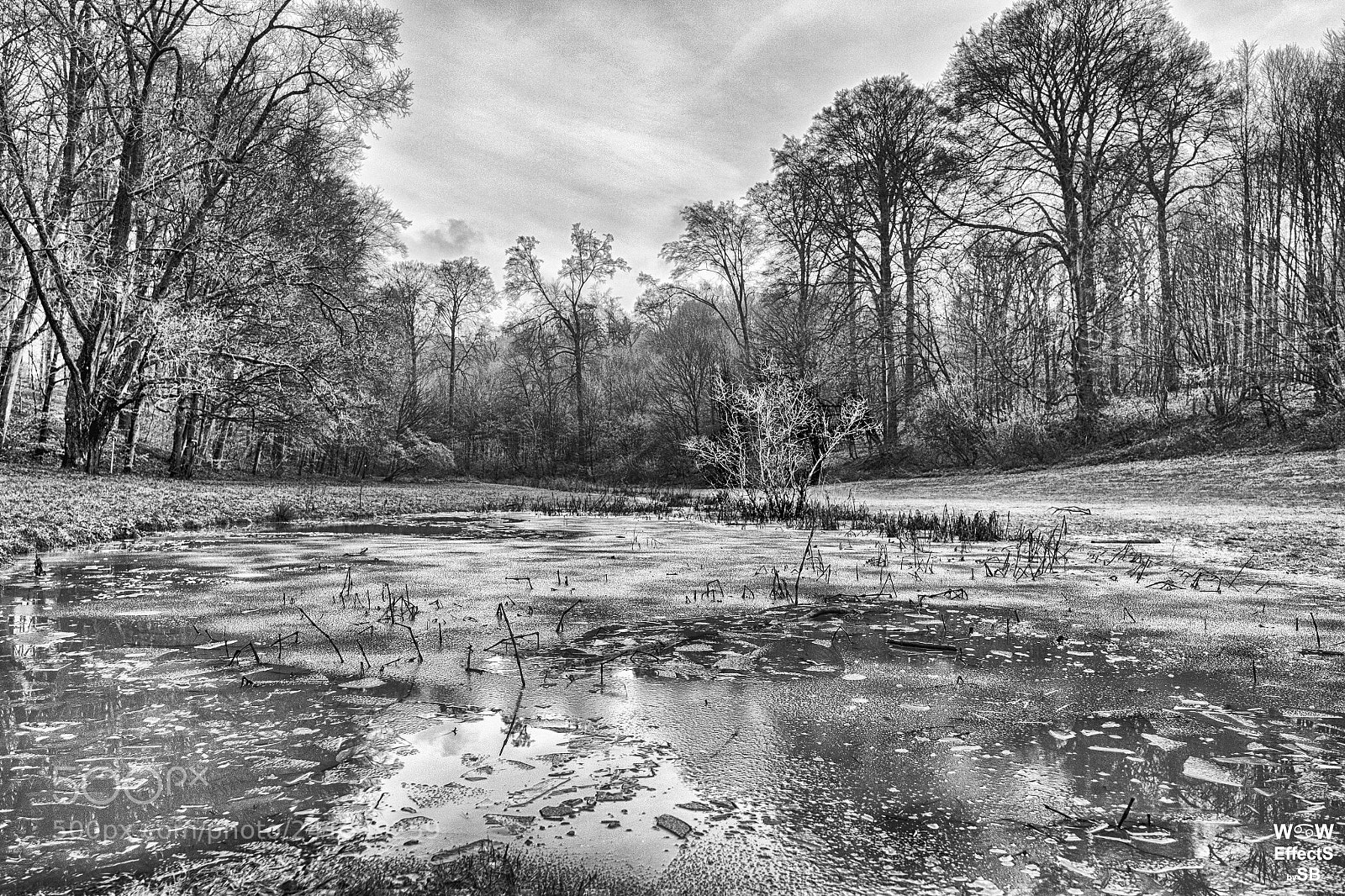 Fujifilm X-Pro1 sample photo. Frozen colors photography