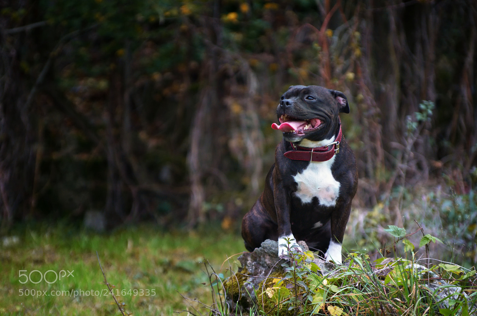 Pentax K-50 sample photo. One very nice day photography