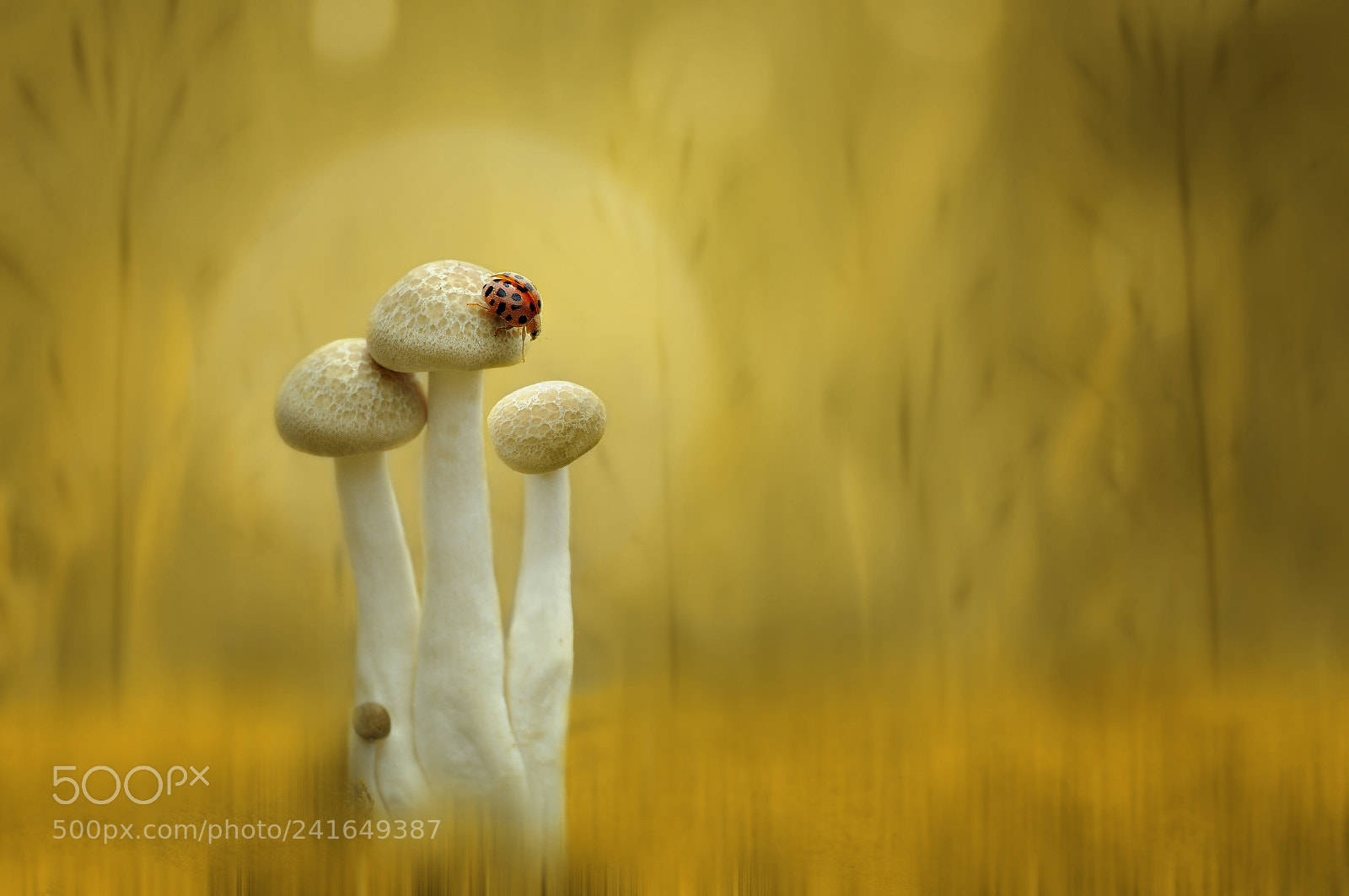 Nikon D90 sample photo. Ladybyg, mushroom, ladybug and photography