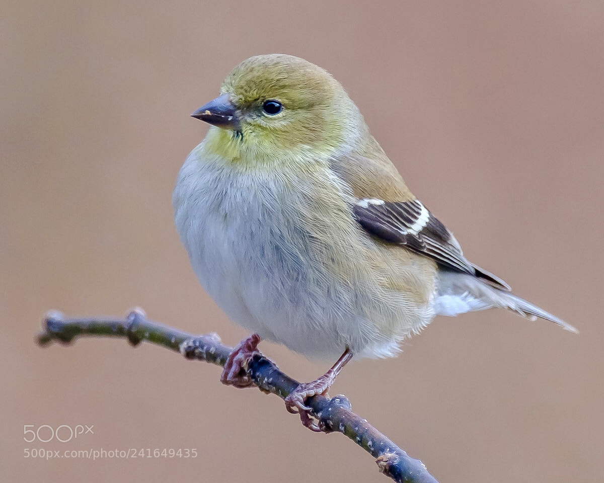 Fujifilm X-T2 sample photo. American goldfinch the american photography