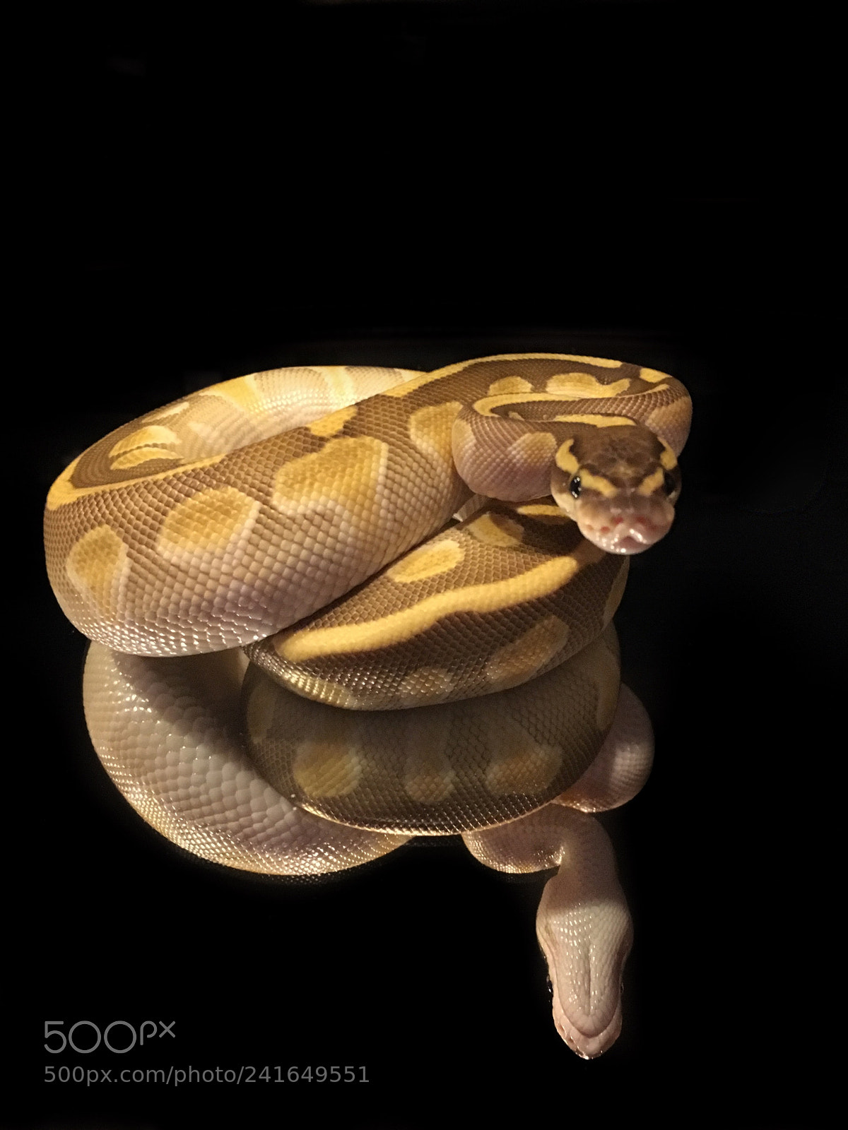 Apple iPhone 6s sample photo. Ballpython enchi lesser photography