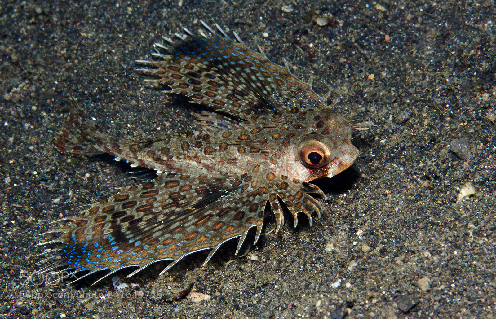 Canon EOS 60D sample photo. Flying gunnard@lembeh photography