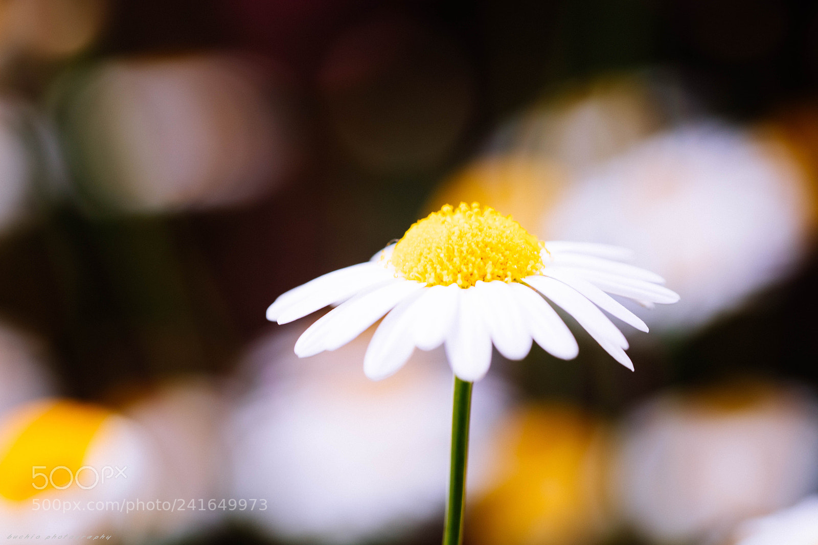 Canon EOS 5DS R sample photo. Margaret photography