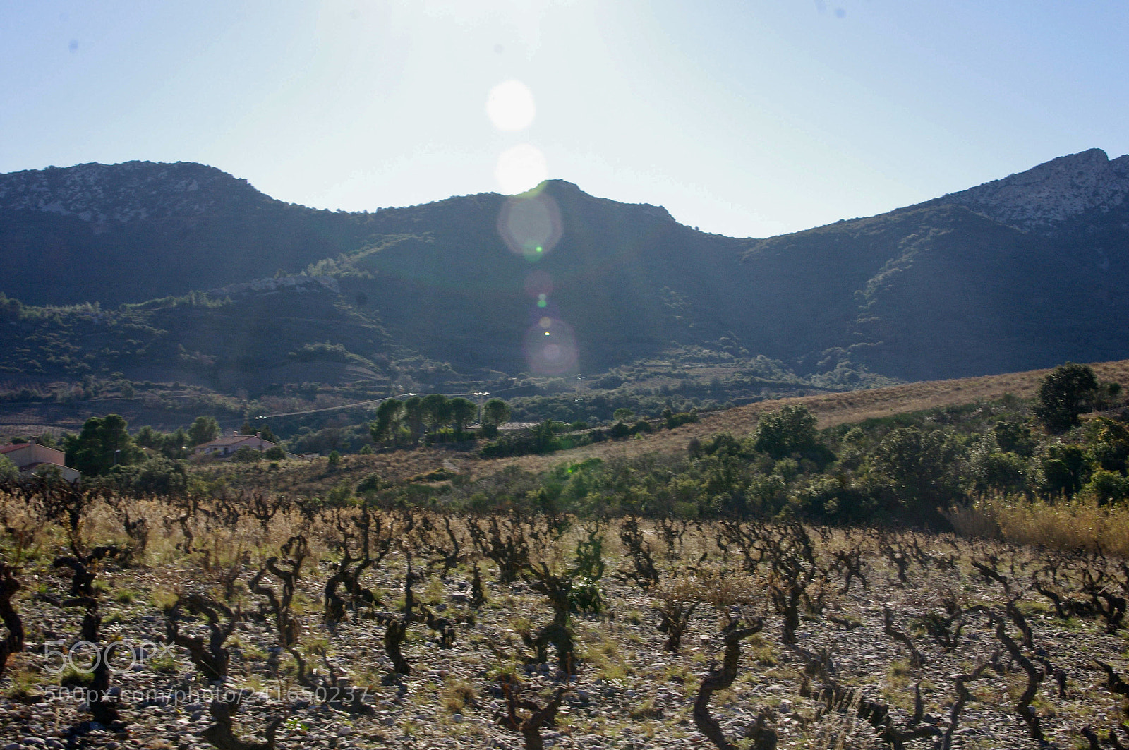 Pentax K-x sample photo. Wine field in maury photography