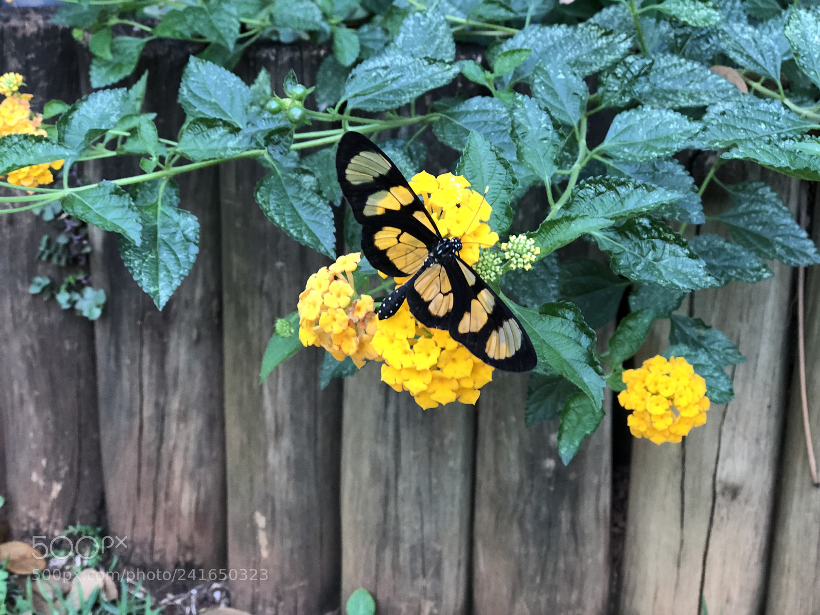 Apple iPhone 8 Plus sample photo. Untitled photography