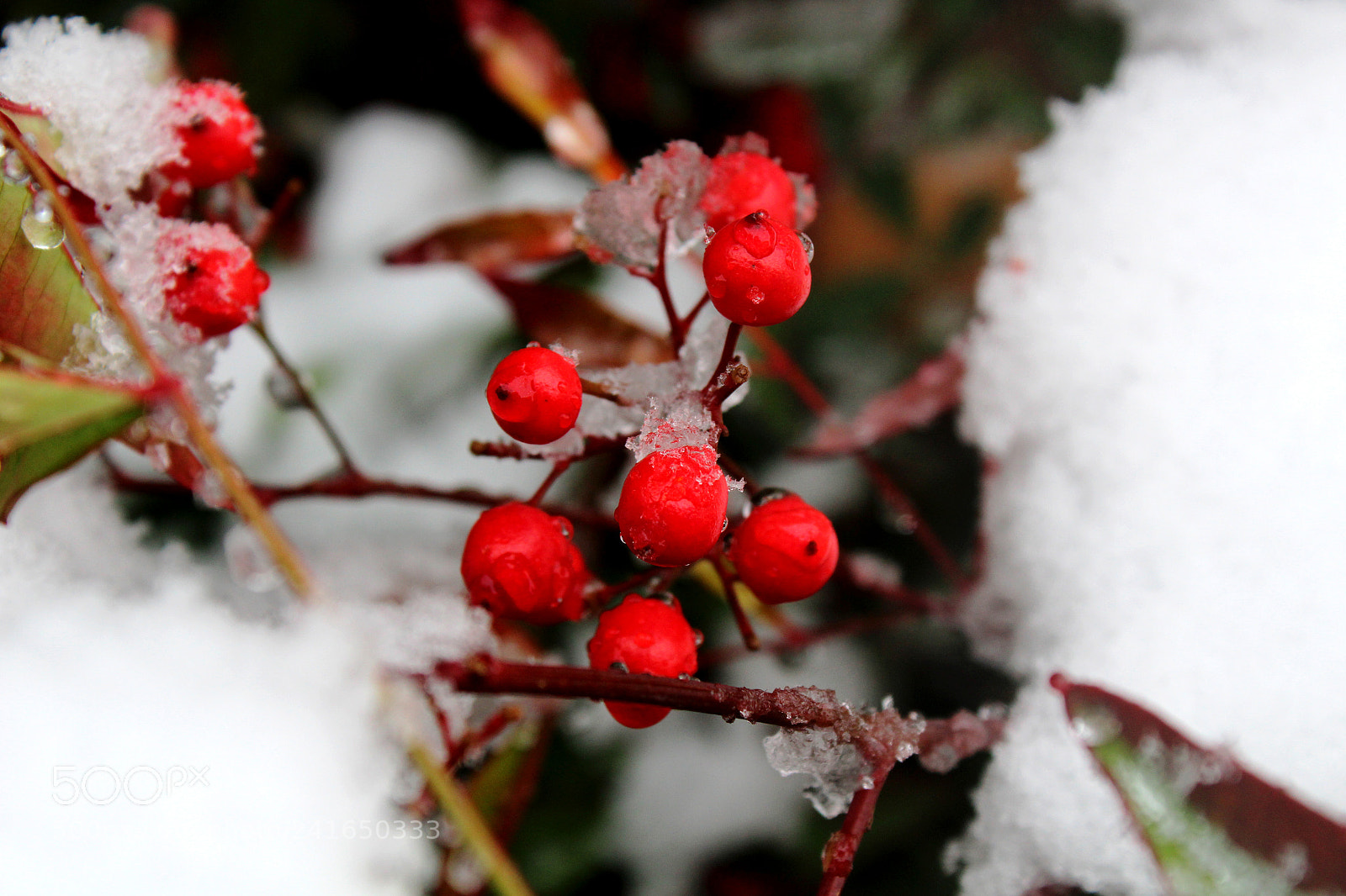Canon EOS 1300D (EOS Rebel T6 / EOS Kiss X80) sample photo. Cold morning photography