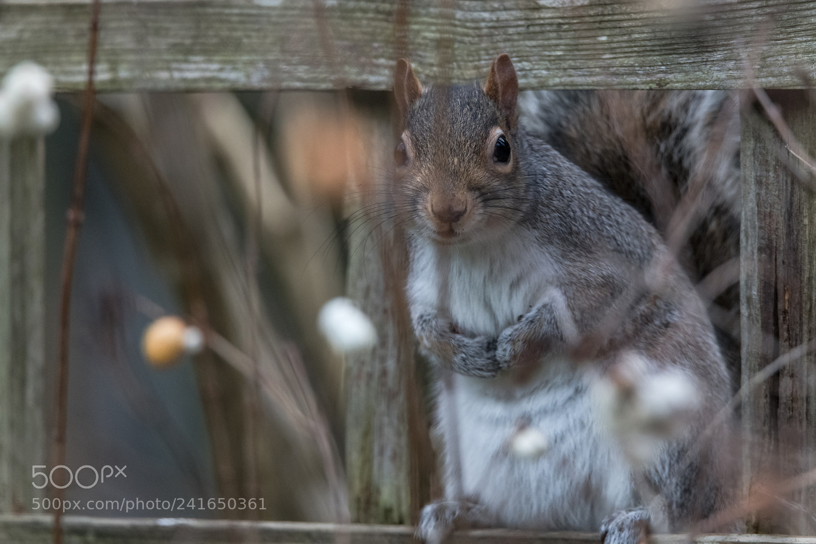 Nikon D850 sample photo. Hide and seek photography