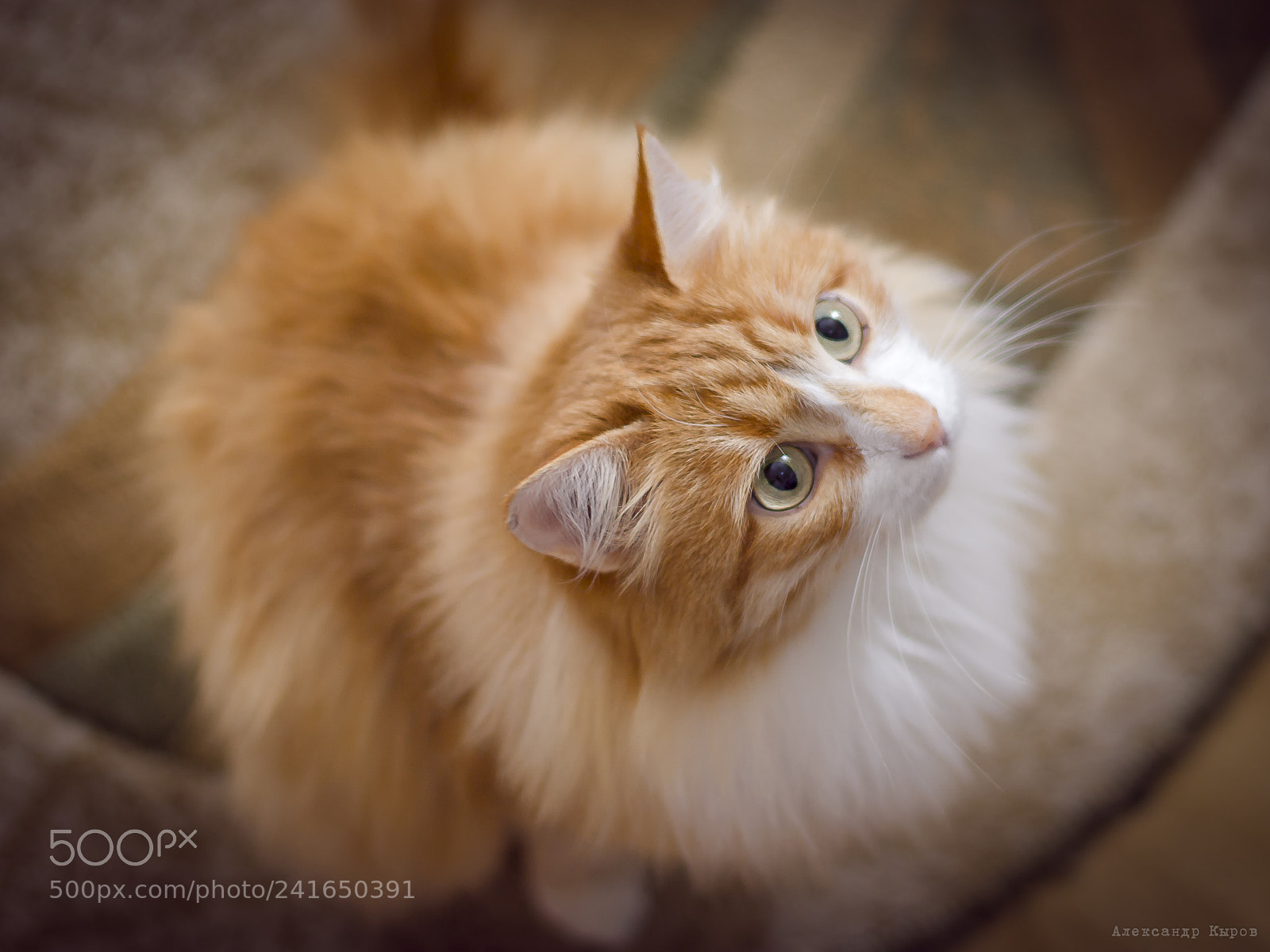 Pentax K20D sample photo. Musya photography