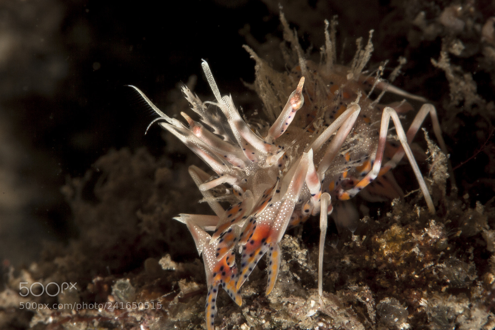 Canon EOS 60D sample photo. Tiger shrimp@lembeh photography
