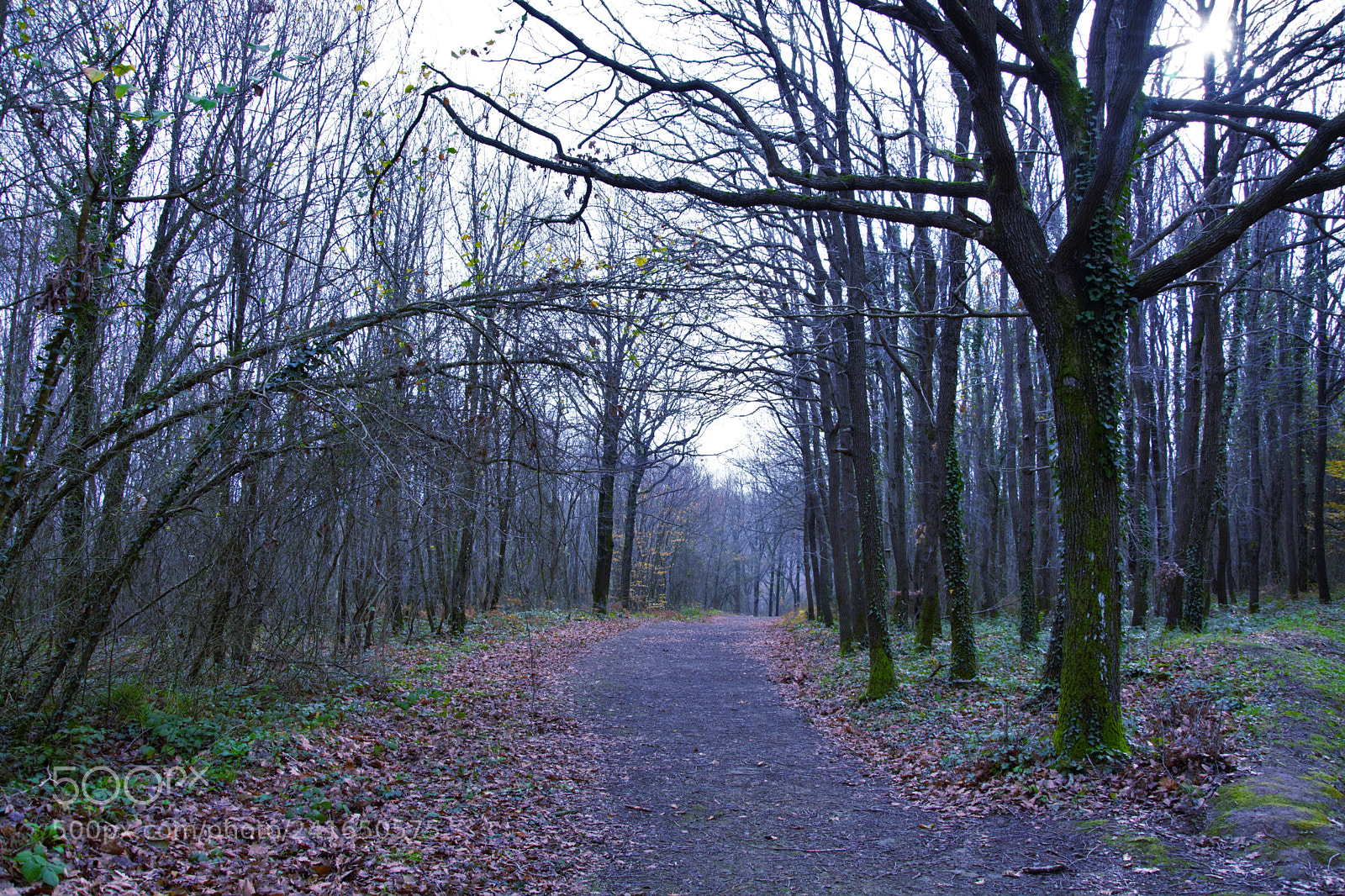 Nikon D7100 sample photo. Yol.. photography