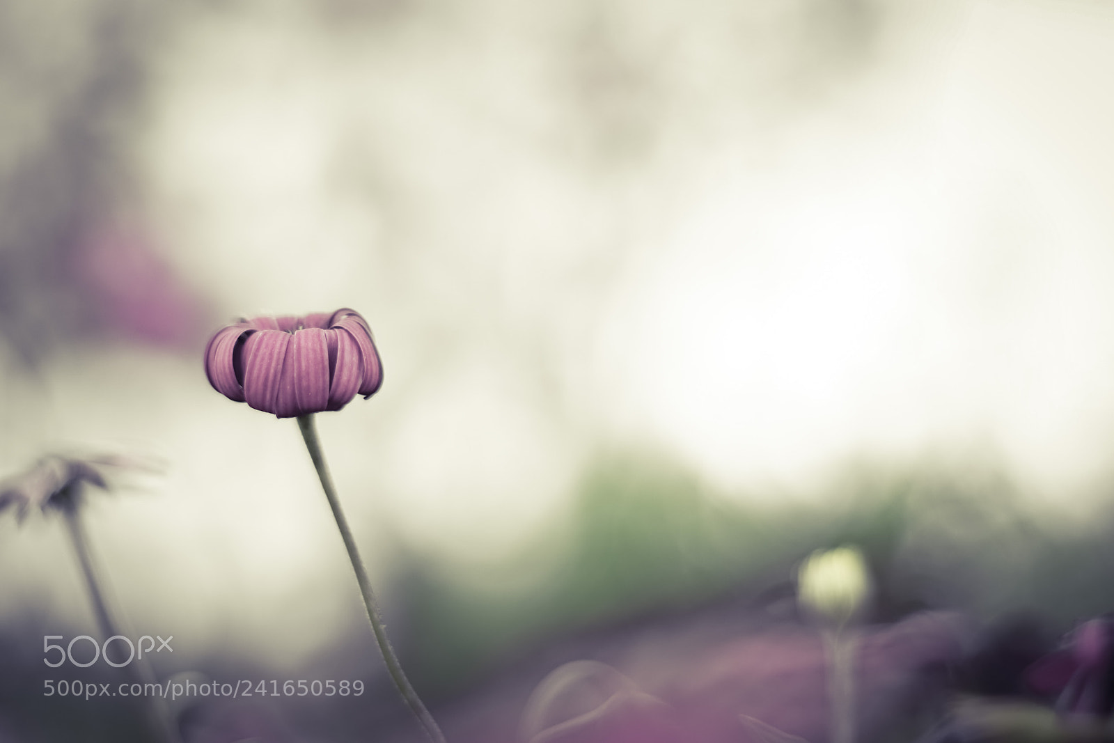 Sony a7R sample photo. ｼｮﾝﾎﾞﾘ…そんな感じ photography