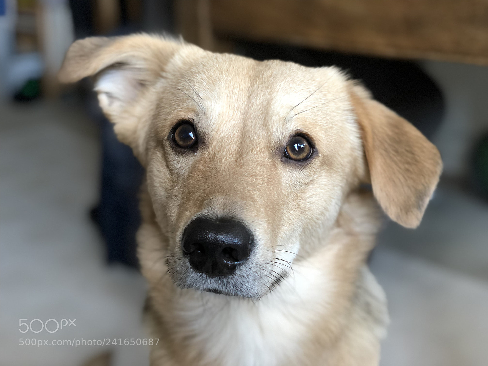 Apple iPhone X sample photo. Lupo photography