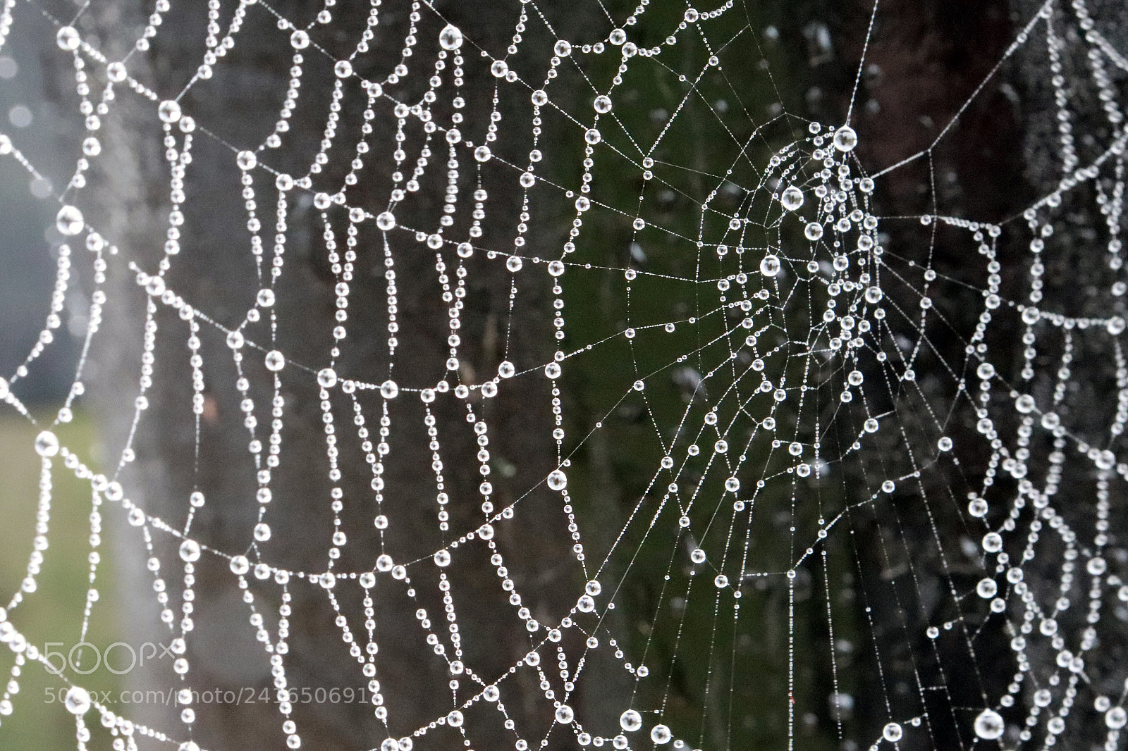 Canon EOS 200D (EOS Rebel SL2 / EOS Kiss X9) sample photo. Spiderweb covered with rain photography