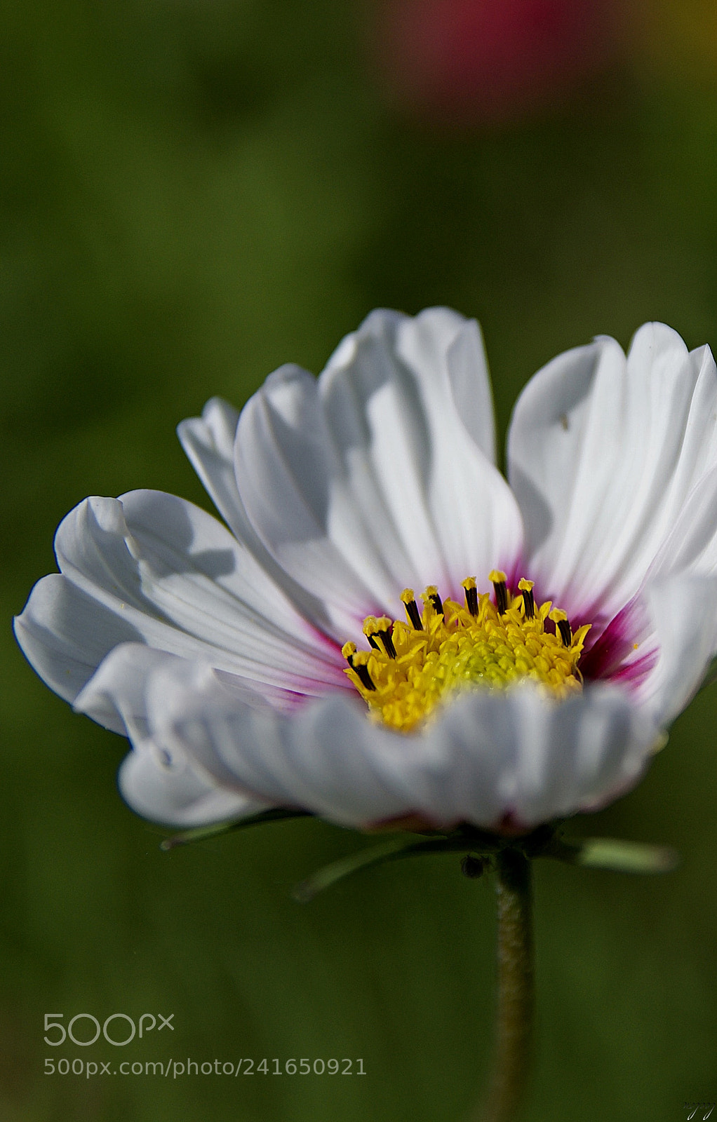 Nikon D3100 sample photo. He is the one photography