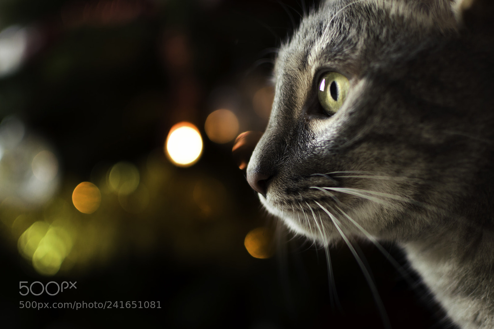 Nikon D3200 sample photo. Antares photography