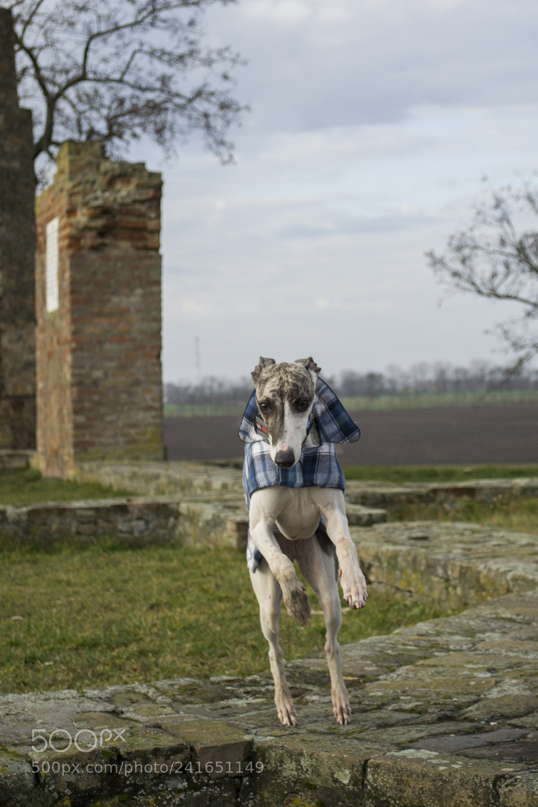 Nikon D3100 sample photo. A leap of faith photography