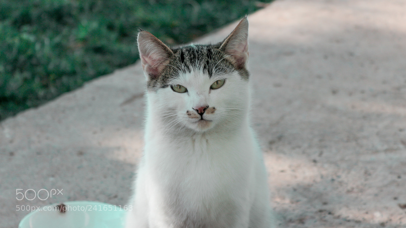 Canon EOS 650D (EOS Rebel T4i / EOS Kiss X6i) sample photo. Cat photography