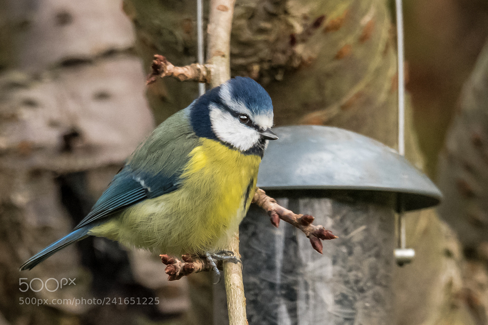 Nikon D850 sample photo. Waiting to feed photography