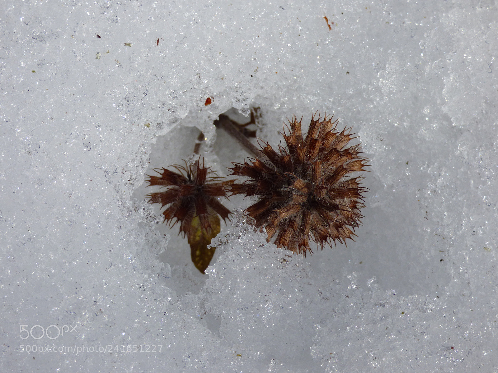 Panasonic DMC-FZ72 sample photo. Plant in the snow photography