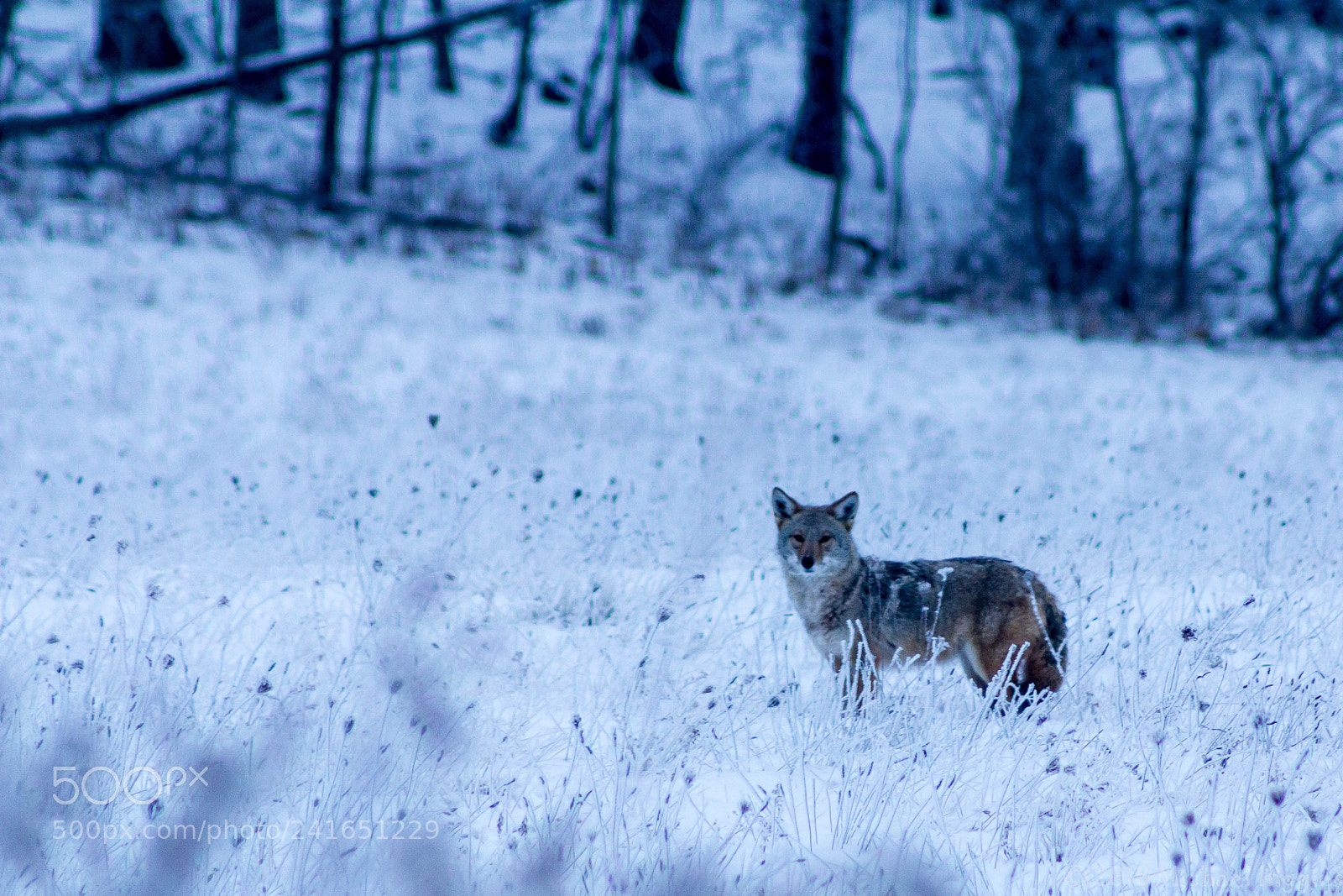 Canon EOS 1200D (EOS Rebel T5 / EOS Kiss X70 / EOS Hi) sample photo. New year morning coyote photography