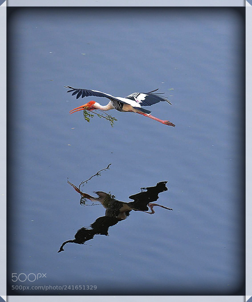 Nikon D3200 sample photo. Bird in flight photography
