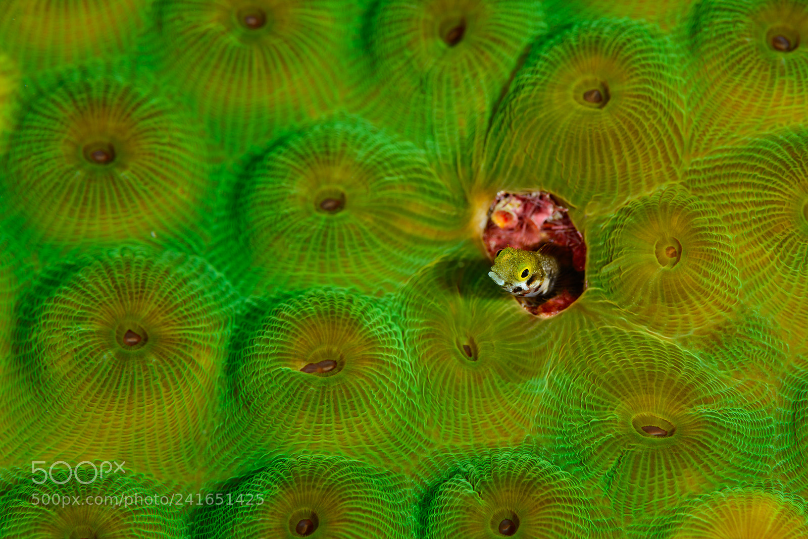 Nikon D800 sample photo. Secretary blenny photography