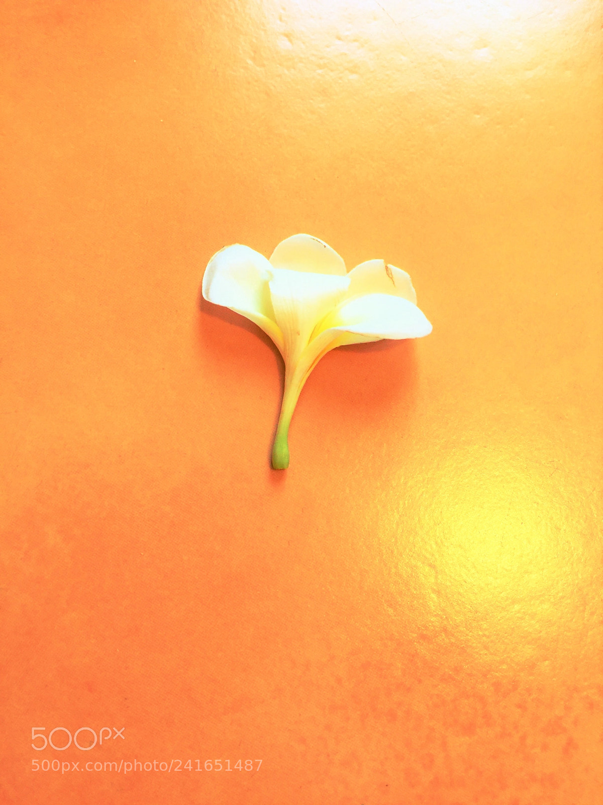 Apple iPhone 6 Plus sample photo. Dance with life the photography