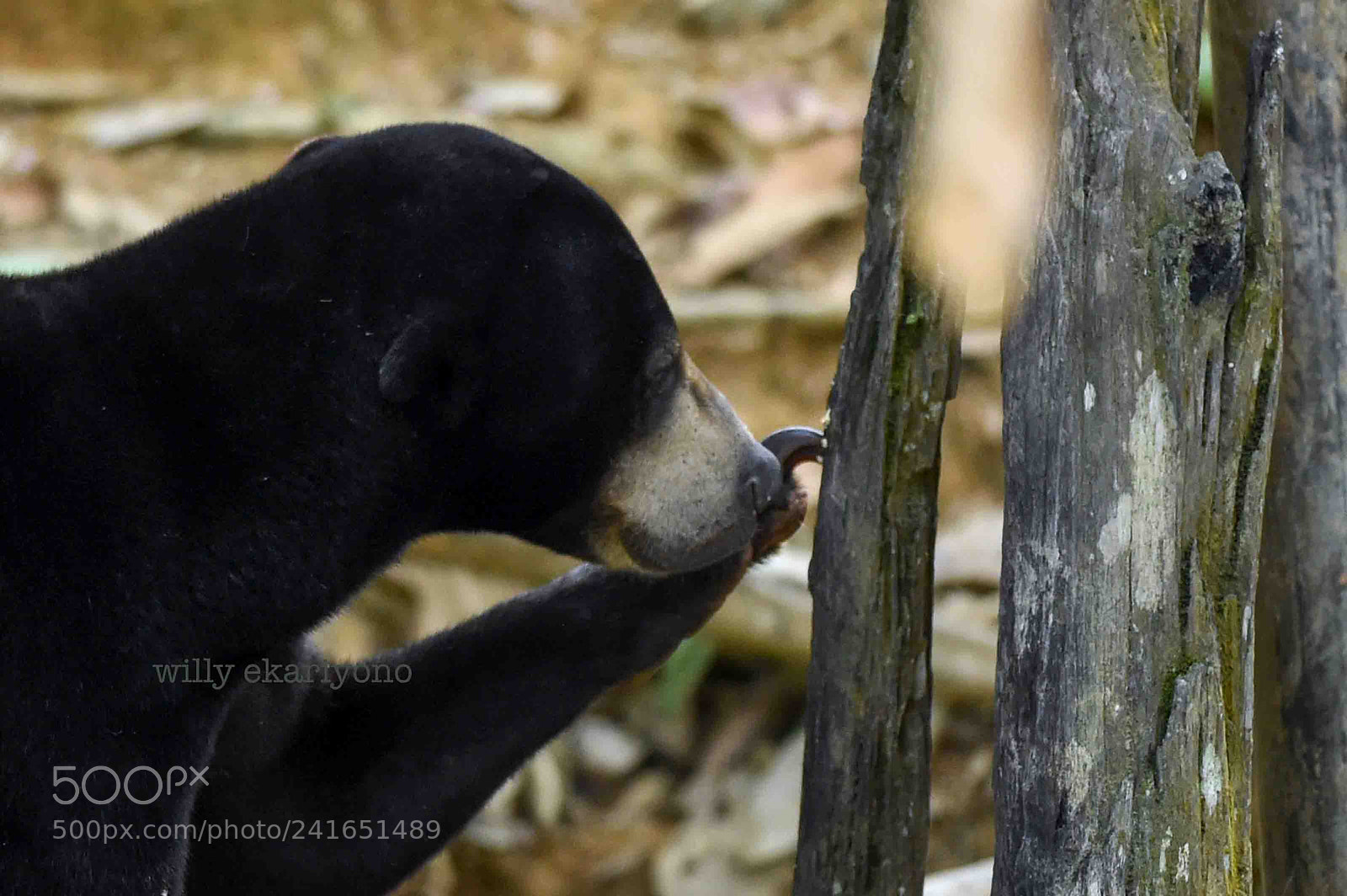 Nikon D4S sample photo. Beruang madu - helarctos photography