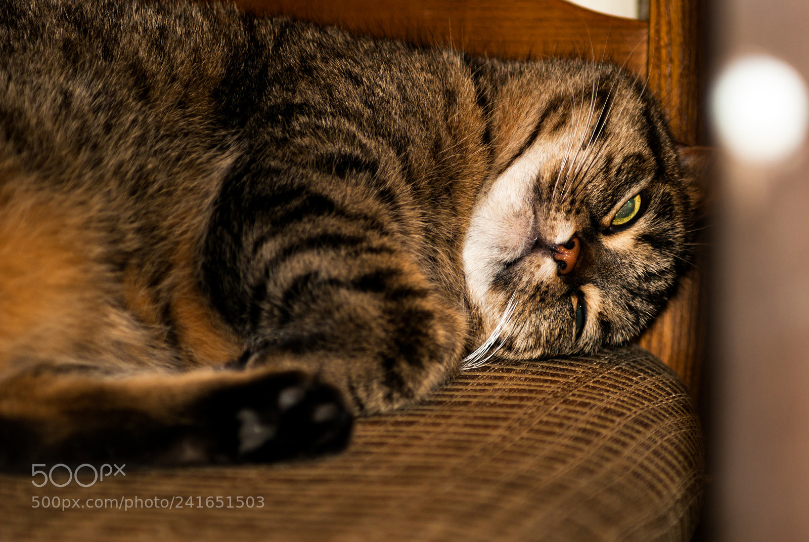 Sony Alpha DSLR-A230 sample photo. ася2 photography