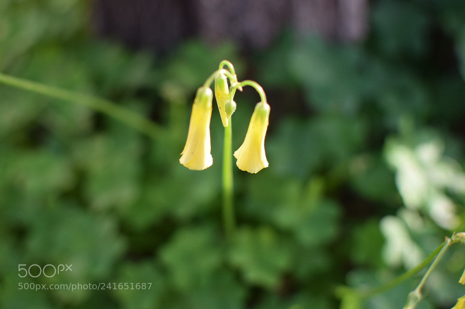Nikon D5300 + Nikon AF-S DX Nikkor 35mm F1.8G sample photo. Yellow flower macro photography