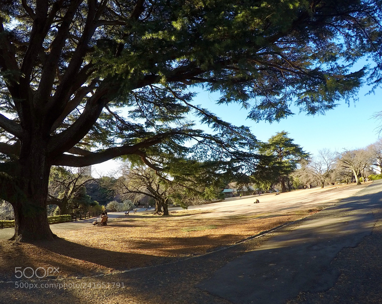 GoPro HERO4 Silver sample photo. Winter shinjuku gyoen garden photography
