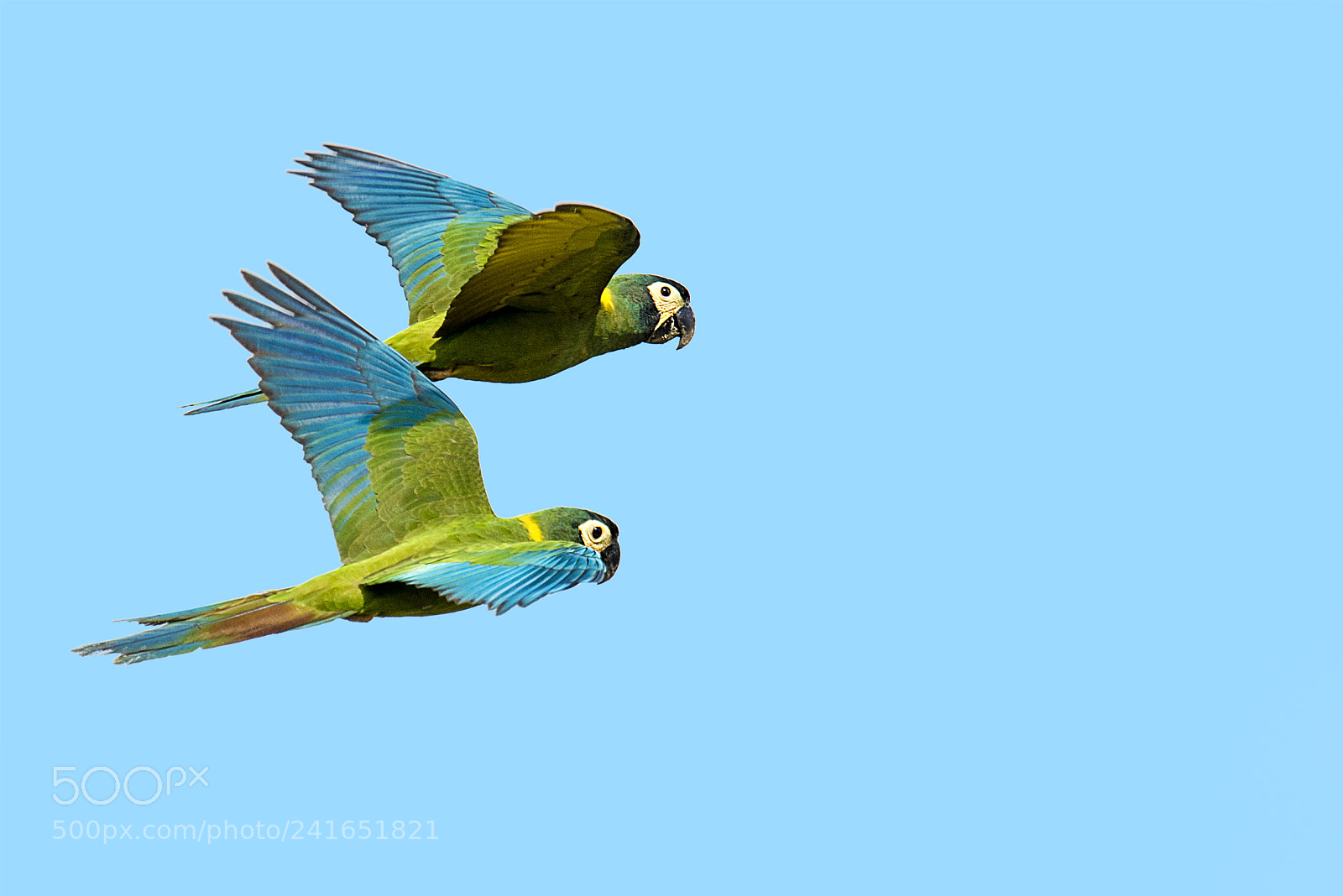 Nikon D810 sample photo. Yellow-collared macaw photography
