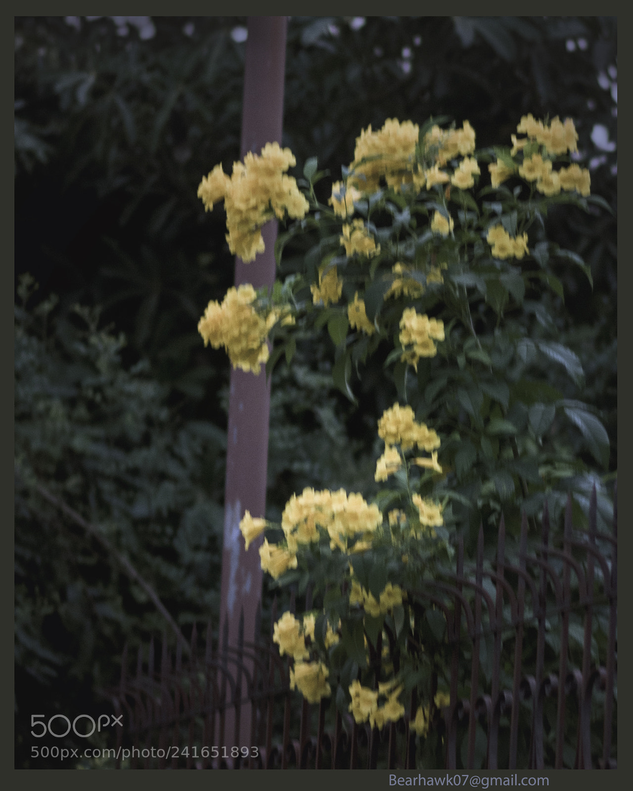 Nikon D7200 sample photo. Copy photography