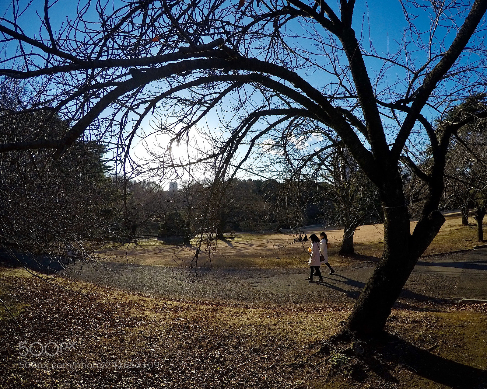 GoPro HERO4 Silver sample photo. View of winter tree photography