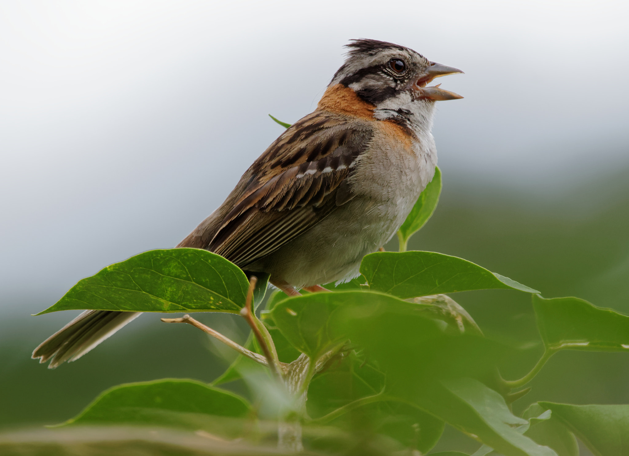 Sigma 150-600mm F5-6.3 DG OS HSM | C sample photo. The singer photography