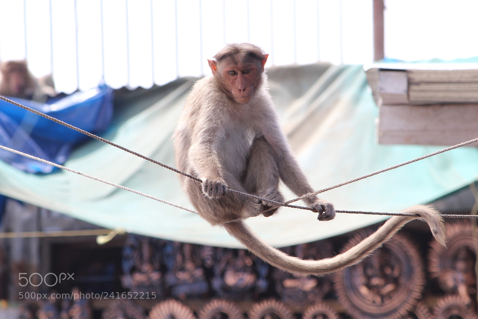 Canon EF-S 55-250mm F4-5.6 IS II sample photo. Balancing on two ropes photography