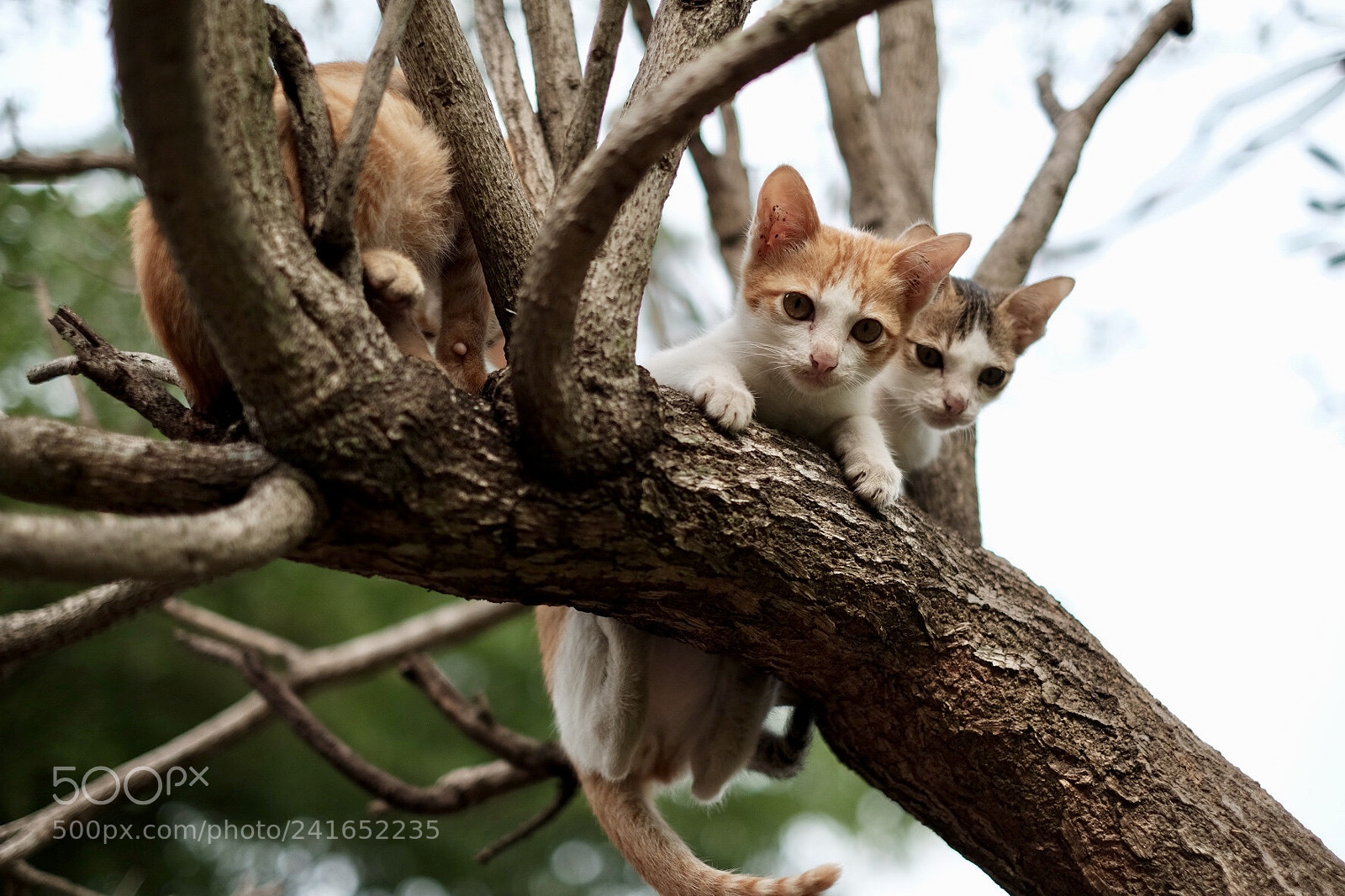 Fujifilm X-E2S sample photo. Untitled photography